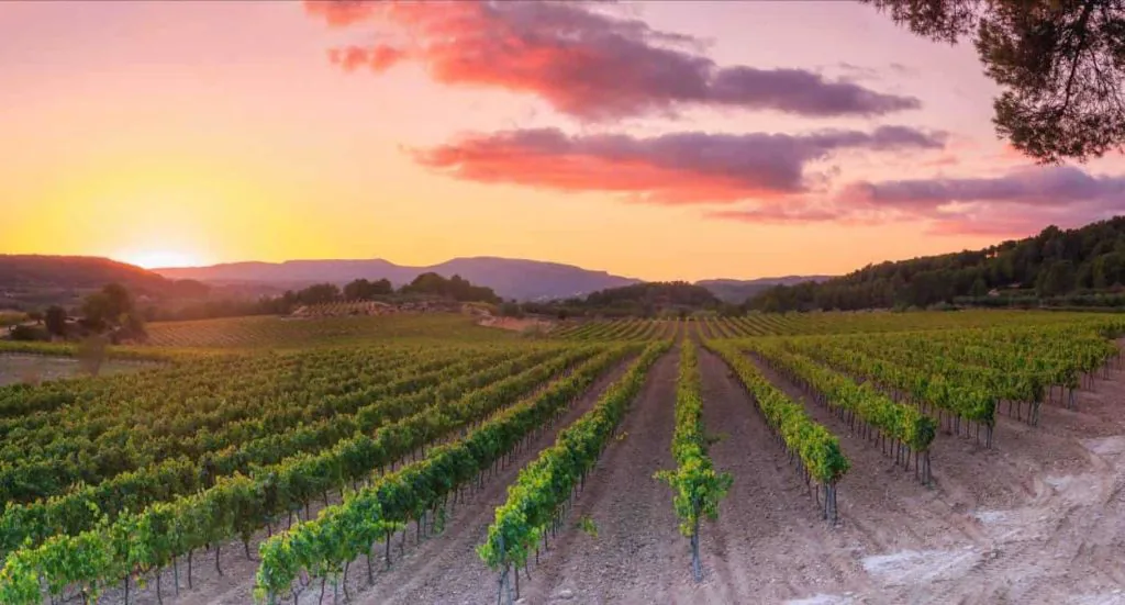Rows of vines in the Penedès wine country